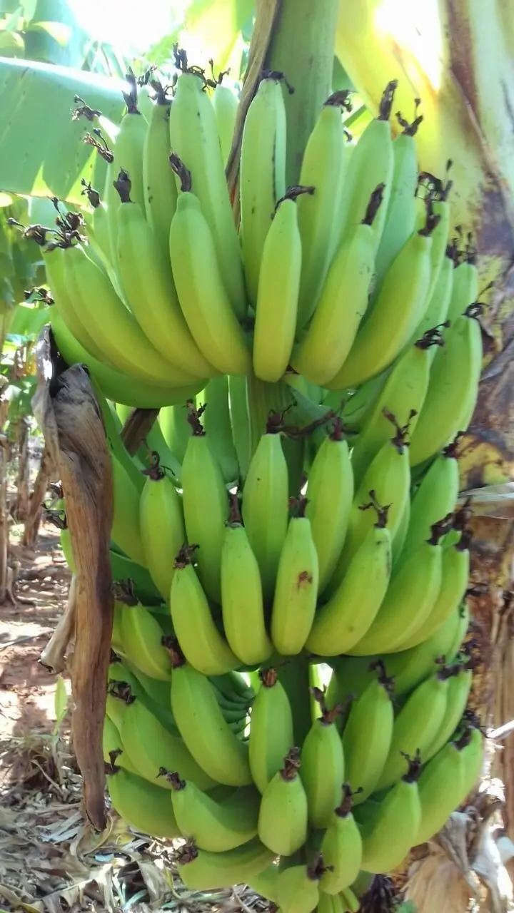 Cavendish Banana-image