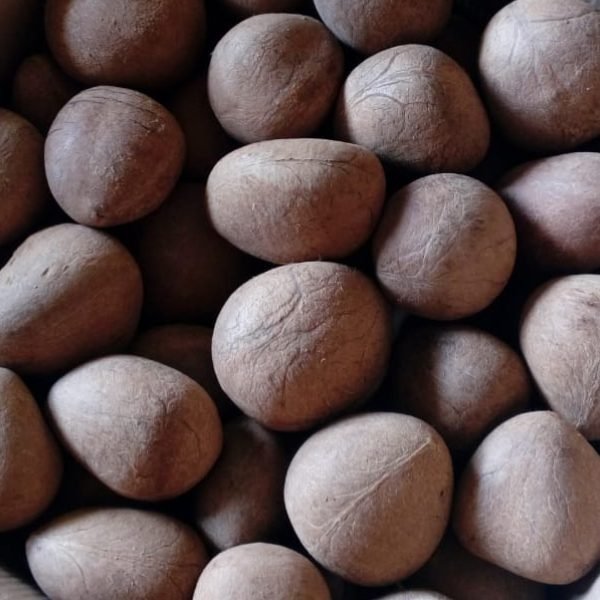 Ball Copra Kali Farm-image